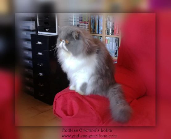 BILLON OLENA - Image 6