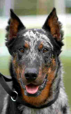 LHUILLIER SOPHIE - Image 1