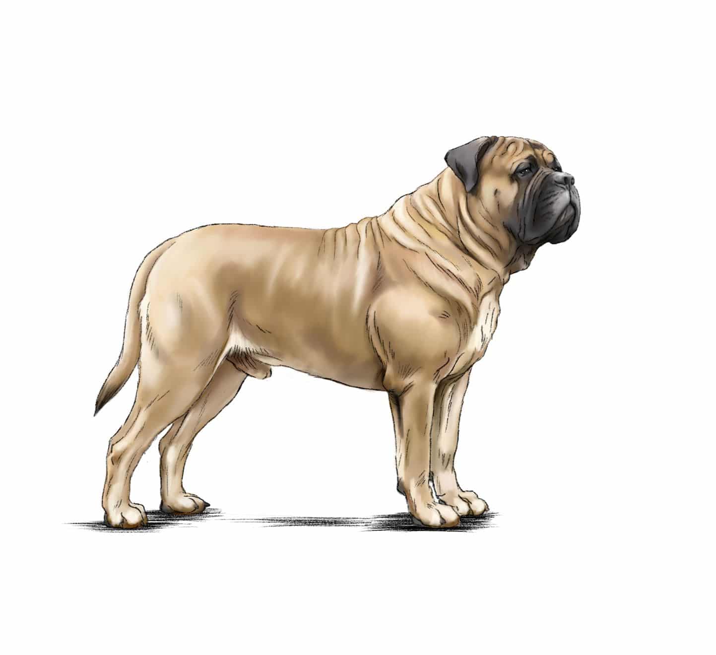 Mastiff