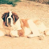 DU REFUGE SAINT BERNARD
