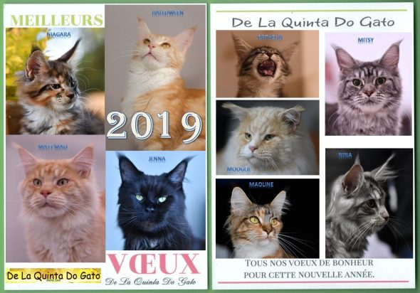 DE JESUS MARQUES VIRGINIE - Image 2