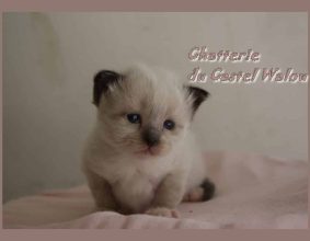 DU CASTEL WALOU