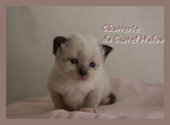 DU CASTEL WALOU - Image 5