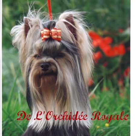 DE L&rsquo;ORCHIDEE ROYALE - Image 8