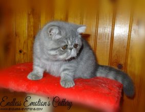 BILLON OLENA