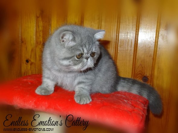 BILLON OLENA - Image 3
