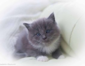 DU CLOS DES BLEUETS