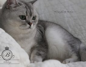 DE LA ROMANCE DES ARCANGES