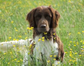 VOM HUNDEGELAUT