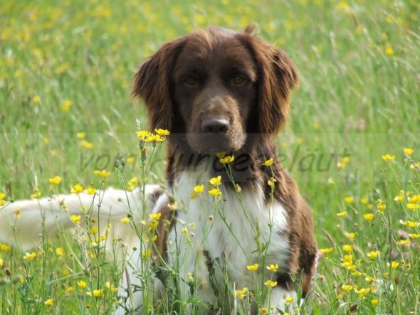 VOM HUNDEGELAUT - Image 2