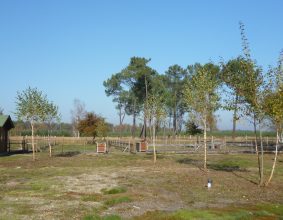 LES LANDES DE LINAS