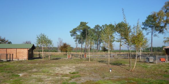 LES LANDES DE LINAS - Image 1