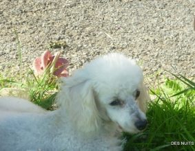 BRESSY MARIE-THERESE