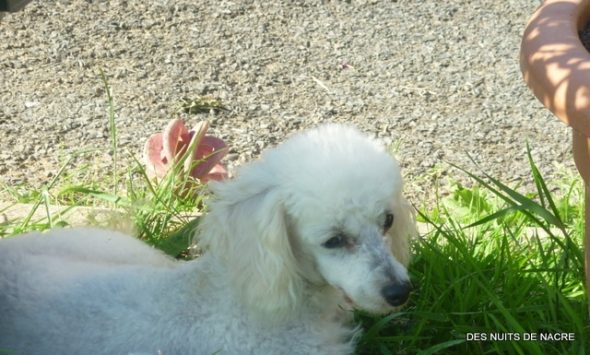 BRESSY MARIE-THERESE - Image 4
