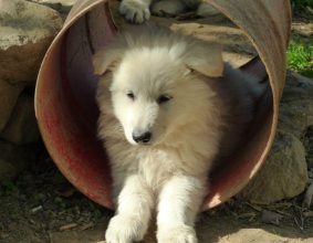 DESSET SERGE