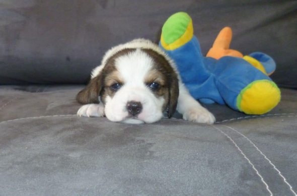 PENSION CANINE HOLIDAY DOG - Image 1