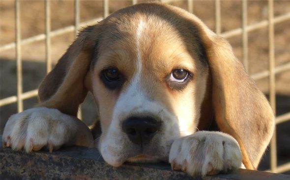 DU VAL FLEURI D’ANAELLE - Image 3