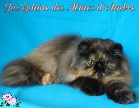 AUBERT