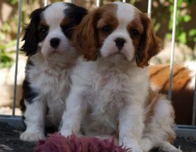 DES CAVALIERS DE STRASS