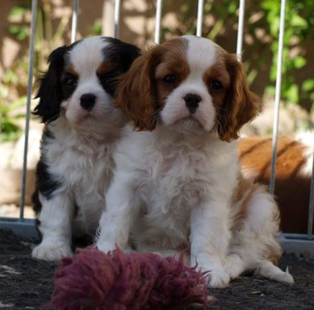 DES CAVALIERS DE STRASS - Image 1