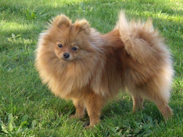 GAEC SELECTION CANINE - Image 4