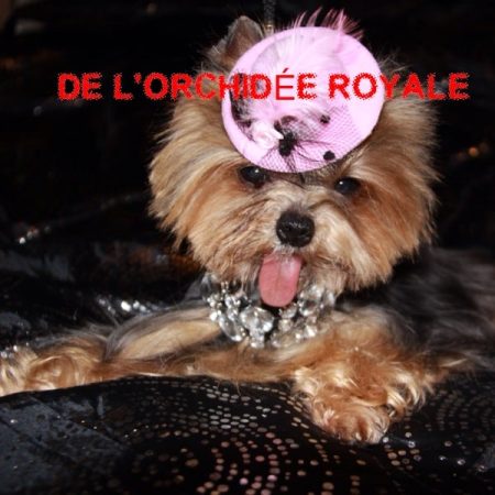 DE L&rsquo;ORCHIDEE ROYALE - Image 9