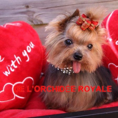 DE L&rsquo;ORCHIDEE ROYALE - Image 10