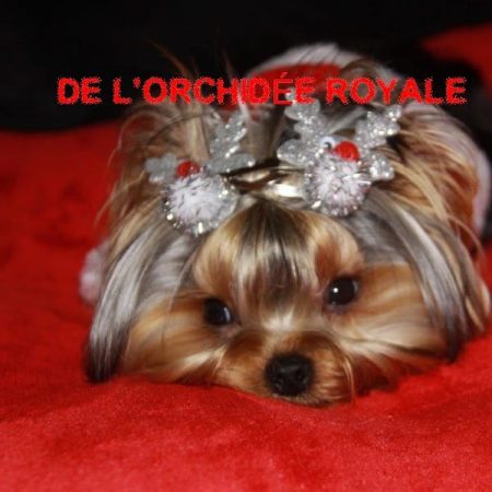 DE L&rsquo;ORCHIDEE ROYALE - Image 11