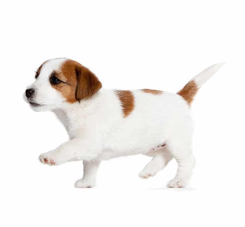 Jack russell terrier