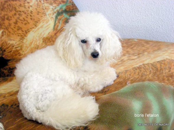 BRESSY MARIE-THERESE - Image 2