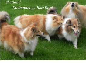 DU DOMINO ET BOIS DORE