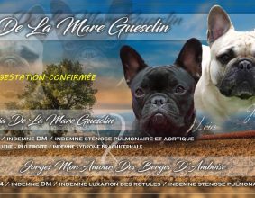 DE LA MARE GUESCLIN