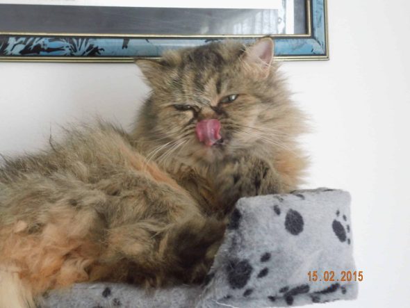 CHATTERIE DEESSE DE LAKSHMI - Image 8