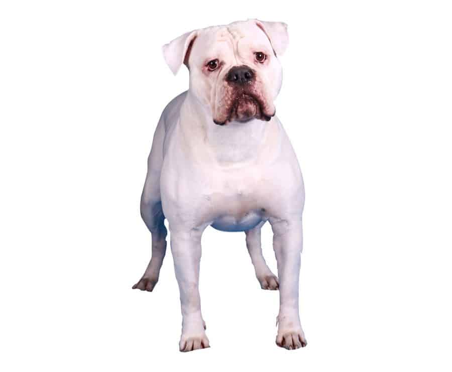Race de chien Bouledogue Americain