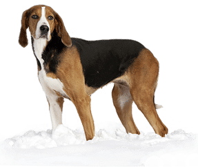Chien courant Finnois