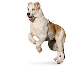 Chien de berger d’asie centrale