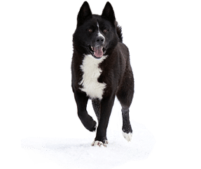 Chien d’ours de Carelie