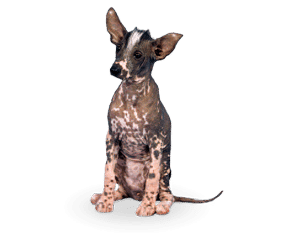 Chien nu du Pérou petit
