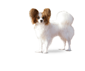 Epagneul nain continental papillon