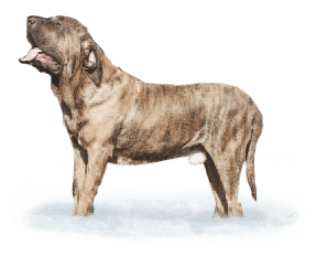 Fila Brasileiro