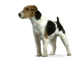 Fox terrier