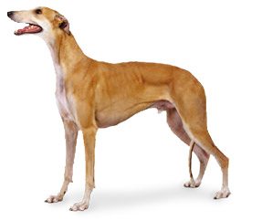 Race de chien Greyhound