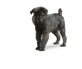 Race de chien Griffon Bruxellois