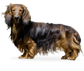 Race de chien Kaninchen à poil long