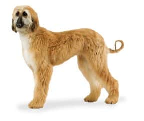 Race de chien Levrier Afghan