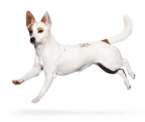 Race de chien Levrier Portugais Moyen