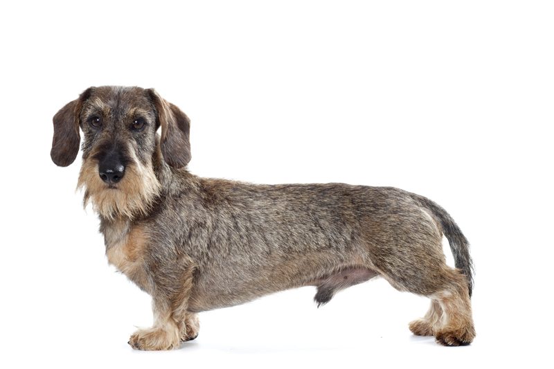 Race de chien Teckel nain à poil dur