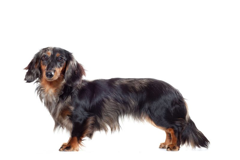 Race de chien Teckel nain à poil long