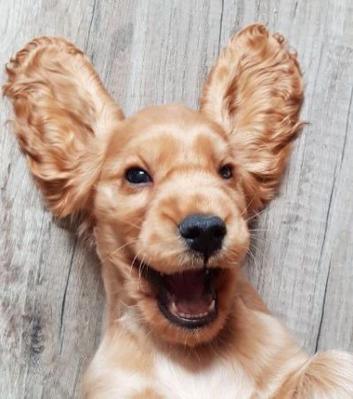GAEC SELECTION CANINE - Image 5