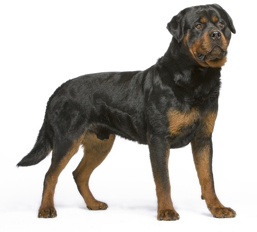 Rottweiler